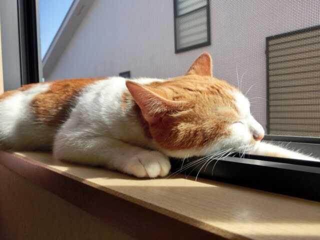 ネコの昼寝