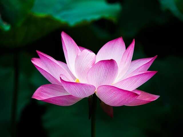 蓮の花のイメージ