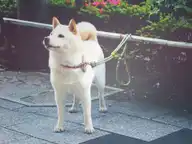 ソフトバンクユーザーは今すぐお店へ？長期継続特典でTポイントが貰えまくるらしいが・・・